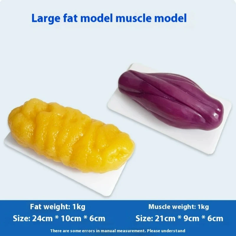 Human Muscle and Fat Replicas  - Nutrition For Health Fitness & Sport Melvin Williams ulasan dan harga
